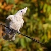 Kakadu naholici - Cacatua sanguinea - Little Corella 3293